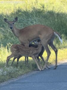 Deer summer travels