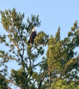 Bald Eagle summer travels green nature
